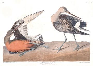 Hudsonian Godwit