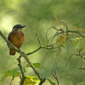 Ijsvogel von sjaak vogel