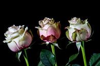 drei Rosen, ein Zeichen des Lebens und der Liebe von Hans de Waay Miniaturansicht