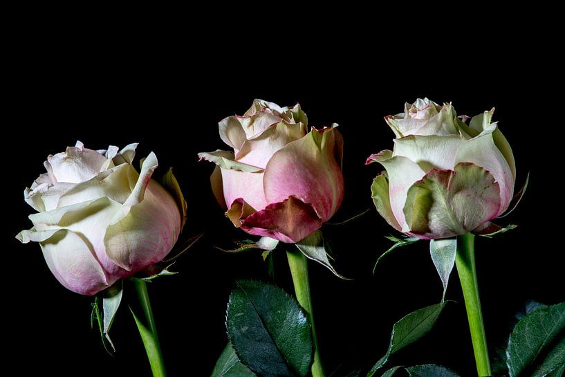 drei Rosen, ein Zeichen des Lebens und der Liebe von Hans de Waay