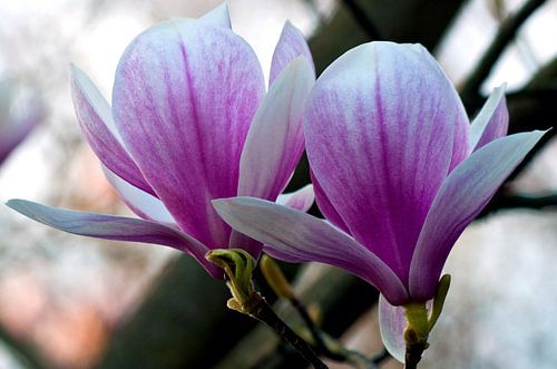 Magnoliaboom in zonnig lentelicht