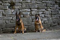 two waiting Malinois shepherds