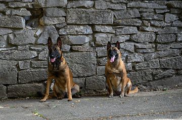 zwei wartende Malinois-Schäferhunde von Malory Hardy