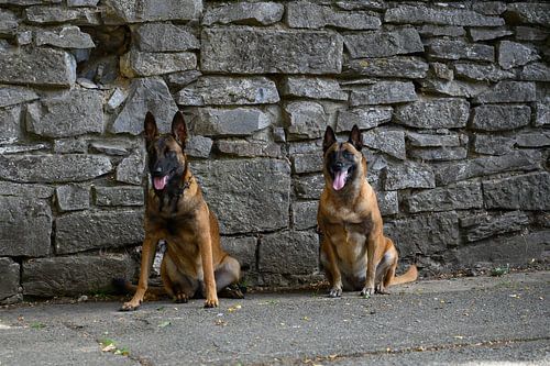 two waiting Malinois shepherds