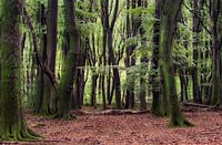 Bomen