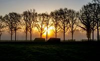 Le chemin du bunker à Landgoed Rhijnauwen au lever du soleil par Arthur Puls Photography Aperçu
