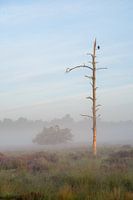 Foggy landscape with bare tree and bird