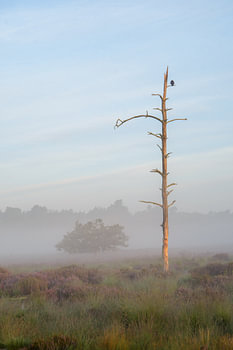 Foggy landscape with bare tree and bird