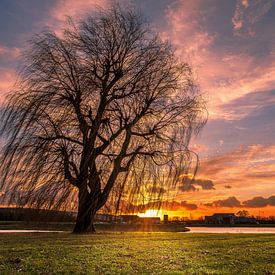 Een alleenstaande boom tijdens een zonsondergang von Erik Graumans