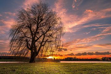 Een alleenstaande boom tijdens een zonsondergang von Erik Graumans