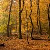 bos in de herfst  van Contrast inBeeld