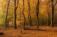 bos in de herfst  van Contrast inBeeld thumbnail