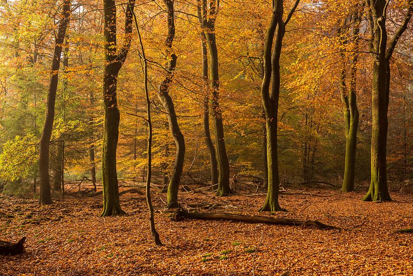 bos in de herfst  by Contrast inBeeld