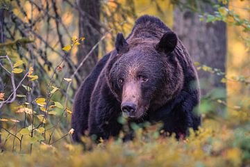 Bruine beer in het Finse Taiga bos