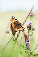 Foto van de Kleine vos, vlinder op distel plant