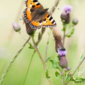 Foto des kleinen Fuchses, Schmetterling auf Distel Pflanze von Jacqueline Groot