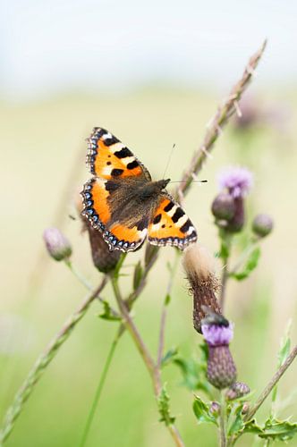 Foto des kleinen Fuchses, Schmetterling auf Distel Pflanze von Jacqueline Groot