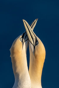 Northern Gannet Pair Displaying Courtship Behavior