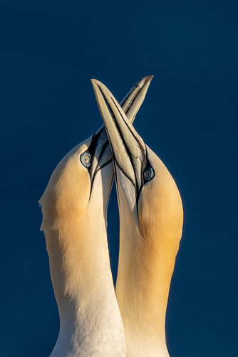 Northern Gannet Pair Displaying Courtship Behavior