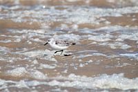 Kleine drieteenstrandloper op het strand van Texel