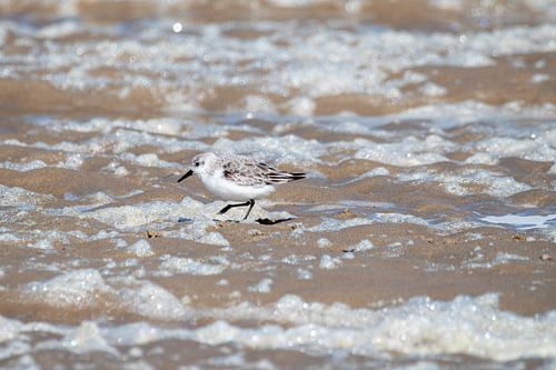 Kleine drieteenstrandloper op het strand van Texel