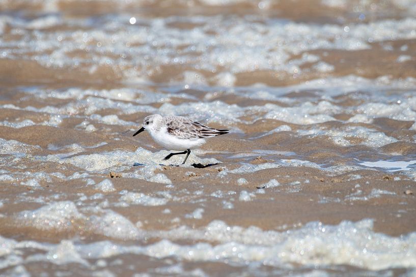 Bécasseau sanderling sur la plage de Texel par Maurice De Vries