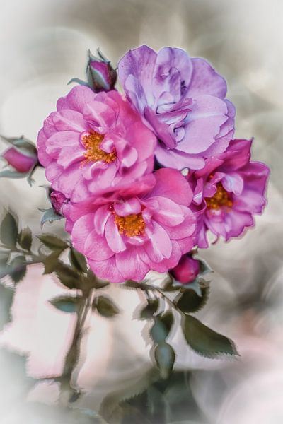 Zarte Rosenblüten von Nicc Koch