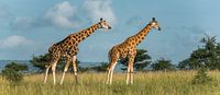 Rothschild-Giraffe von Albert van Heugten Miniaturansicht