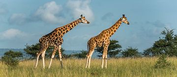 Rothschild giraffe by Albert van Heugten