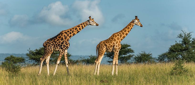 Girafe de Rothschild par Albert van Heugten