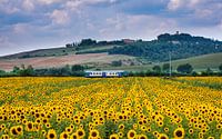 L'été... les tournesols en Toscane