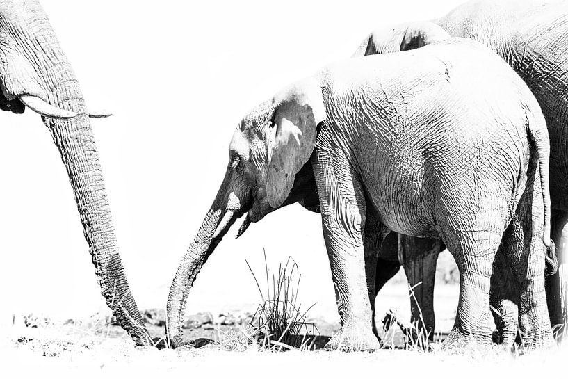 Elefanten von Robert Styppa