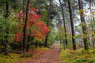 Standing Out In Red van William Mevissen thumbnail