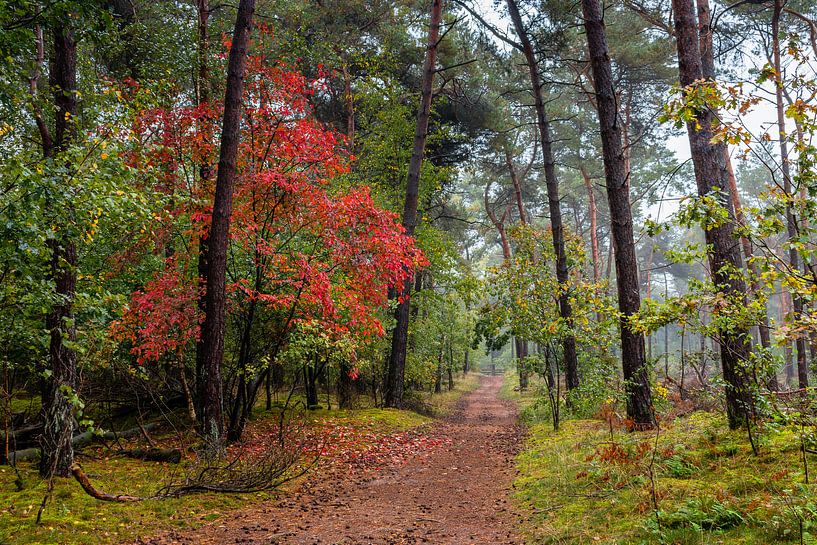 Standing Out In Red van William Mevissen