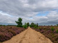 Purple heather and threatening clouds