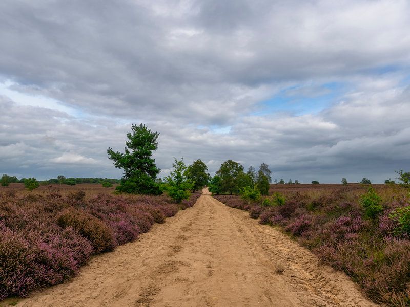 Paarse heide en dreigende wolken van Arno van der Poel