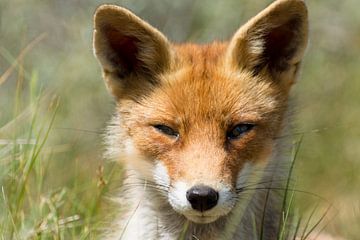 Fox by Max ter Burg Fotografie