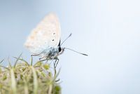 Icarus blue
