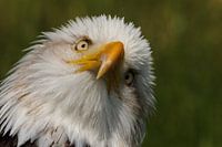 Weißkopfseeadler