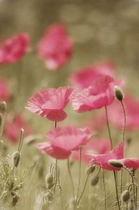 Poppy Potpourri