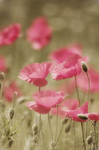 Mohnblumen Potpourri