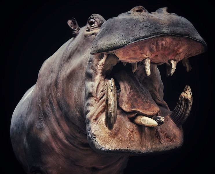 Hallo, hallo! von Maickel Dedeken