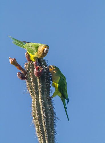 Brown-throated parakeet