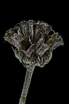 Upcycled Beauty -  Brandkruid -  Phlomis fruticosa - van Christophe Fruyt