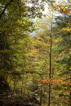 Autumnal forest in the Partnach Valley