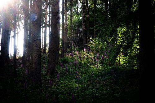 Vingerhoedskruid in het bos 2. Mooi op behang, canvas of acryl