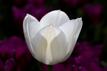 closeup van een witte tulp in een paars tulpenveld van W J Kok