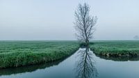 Eenzame wilg in Knollemanshoek van Timo Bergenhenegouwen thumbnail