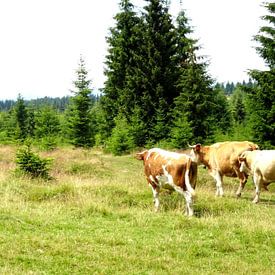 Grazende koeien  van Wilma Rigo