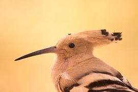 Hop by Anneke Kroonenberg